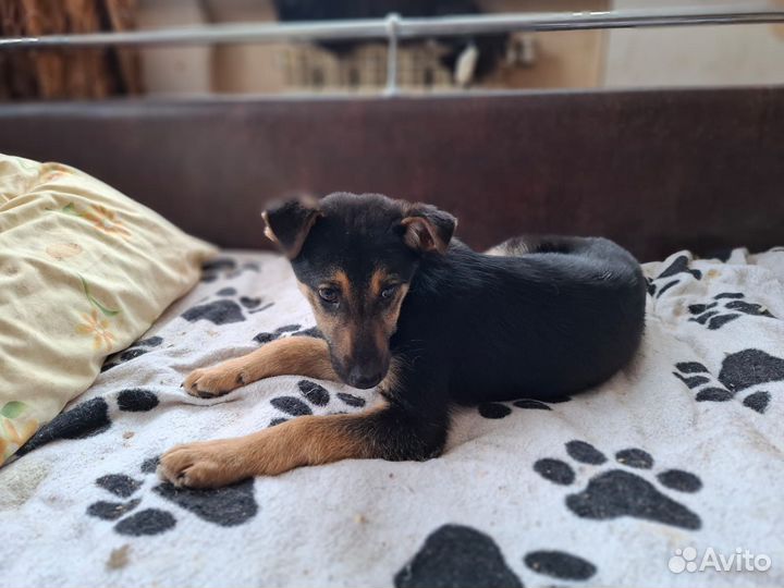 Щенок в добрые руки