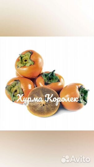 Саженцы хурмы зкс