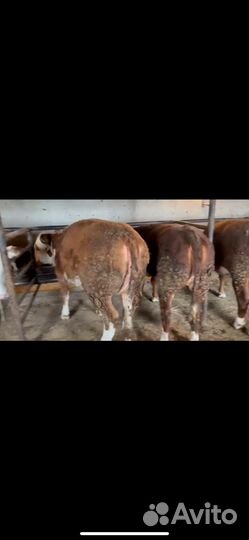 Телки на откорме,на мясо