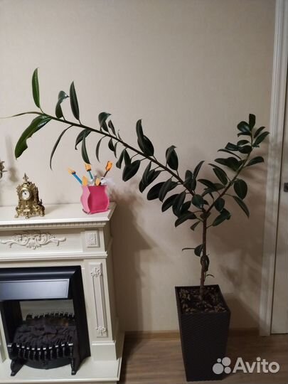 Комнатные растения