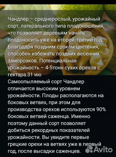 Саженцы грецкого ореха Чандлер