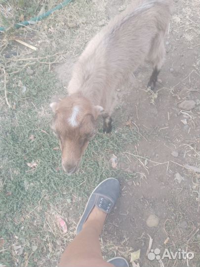 Козлята Ламанчи