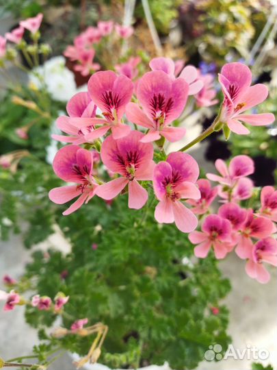 Пеларгония, куст