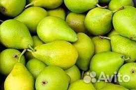 Саженцы груши с зкс