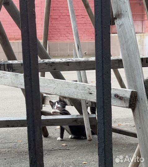 Котята ищут дом