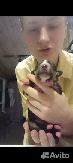 Щенок Мальчик Макс Альфа 2,5 мес