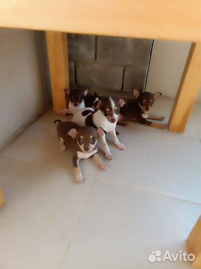 Мини той-терьер