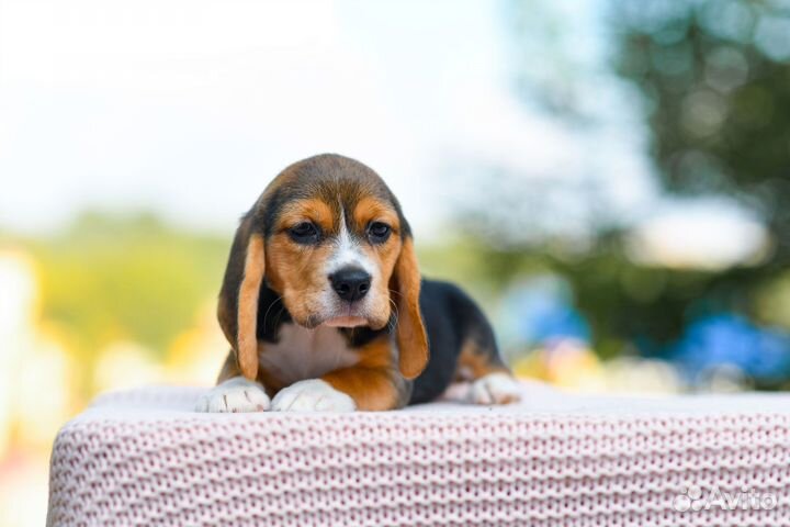 Щенки Бигль