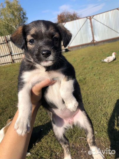 Щенки в дар