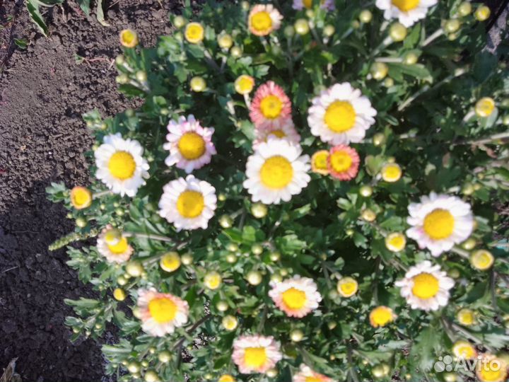 Хризантемы мультифлоры, розовой дейции