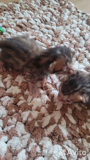 Бенгальская