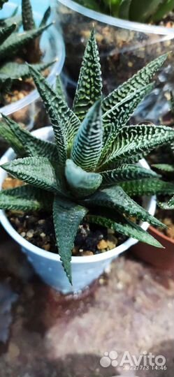 Суккуленты