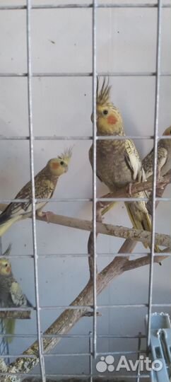 Попугай корелла птенец