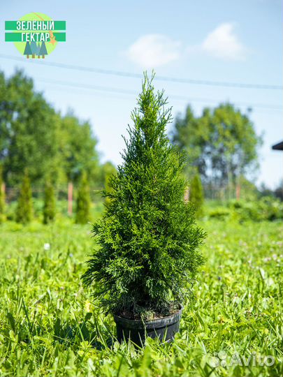 Туя смарагд 0,8 м свежая копка 2023