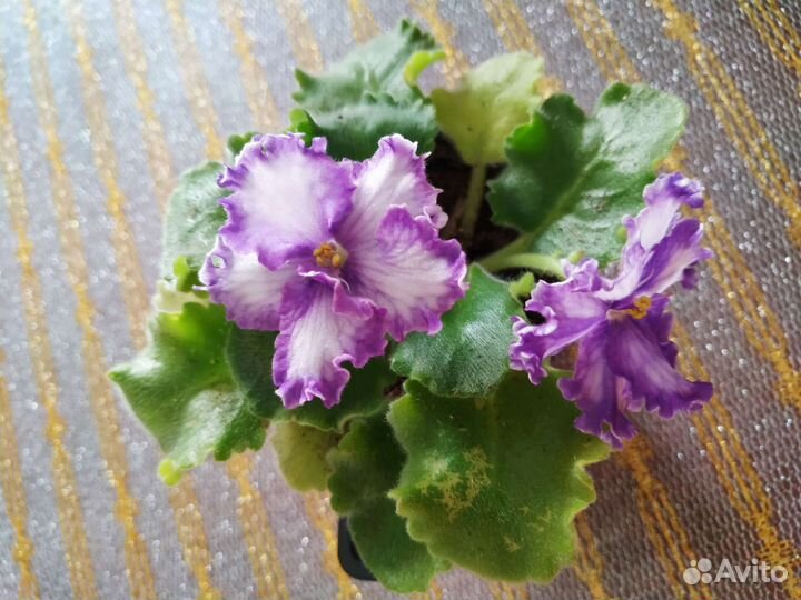 Сортовые фиалки