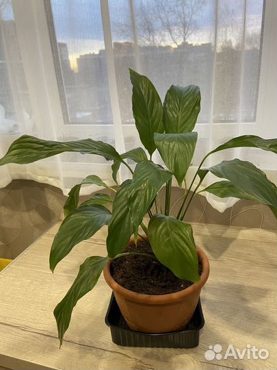 Спатифиллум, женское счастье