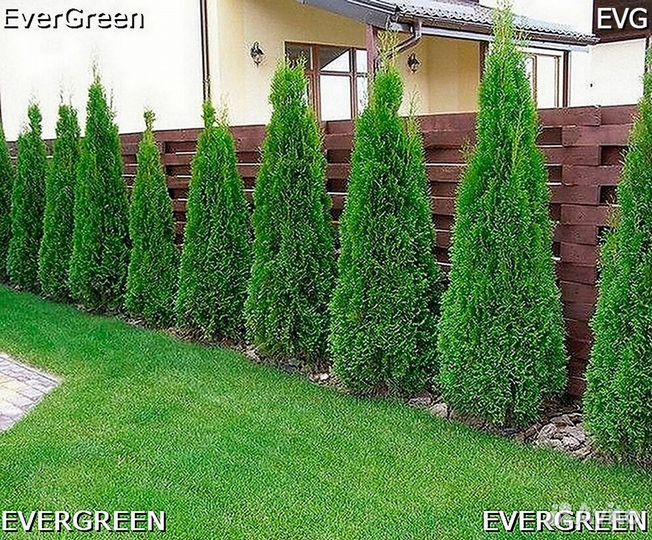 Туя смарагд