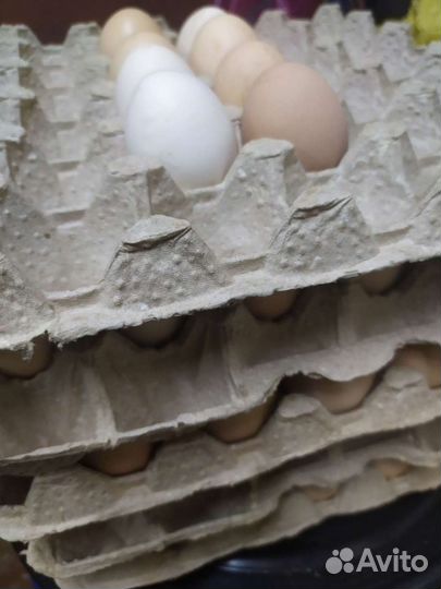 Инкубационные Яица бройлер (кура, перепел)