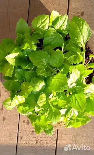 Рассада разная