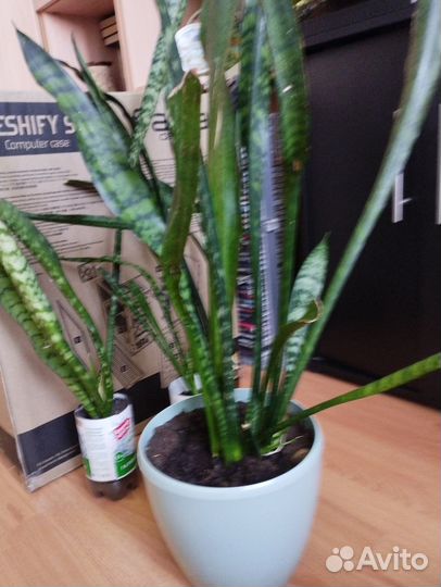 Сансевиерия. Комнатные цветы