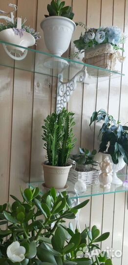 Рэо, толстянка, декабрист, бенджамина