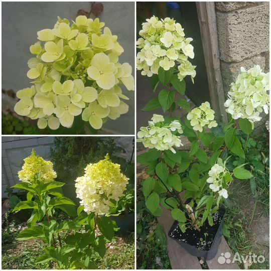 Гортензия метельчатая