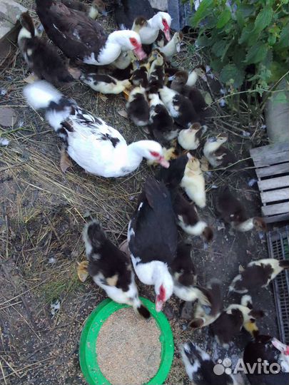 Индоутки, гуси