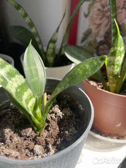 Сансевиерия тещин язык