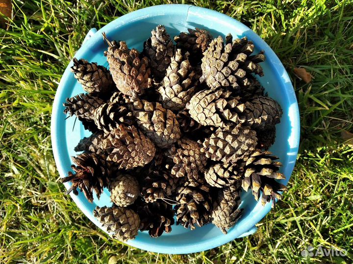 Шишки сосновые. Шишки сосны веймутова