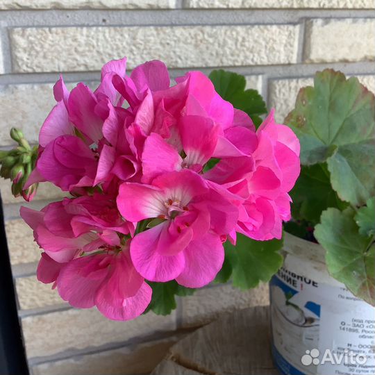 Пеларгония