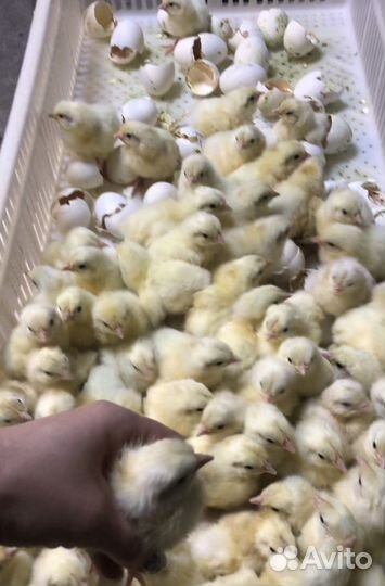 Цыплята круглый год всех возрастов
