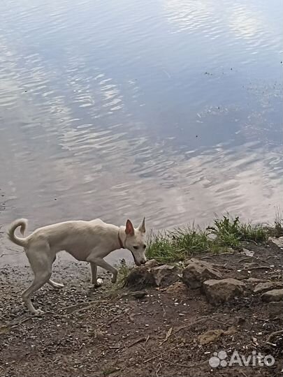 Собака в добрые руки