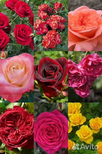 Продается роза на осень 2024
