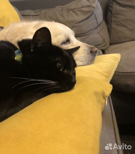 Передержка животных. Детский сад для животных