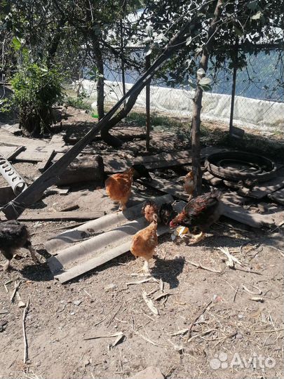 Молодые петушки