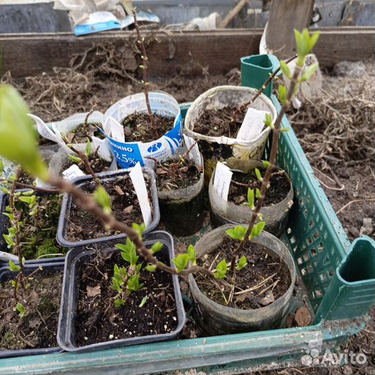 Гортензия саженцы метельчатая и крупнолистовая