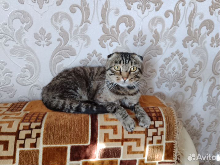 Вислоухий кот в добрые руки