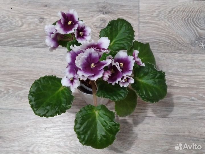 Фиалка цветущая на подарок