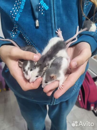 Крыски дамбо