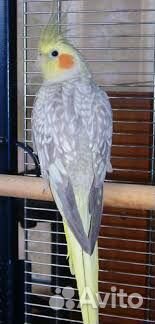Попугай карелла-нимфа
