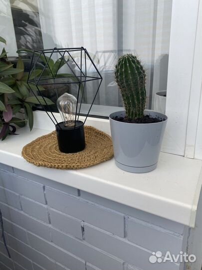 Кактус с горшком