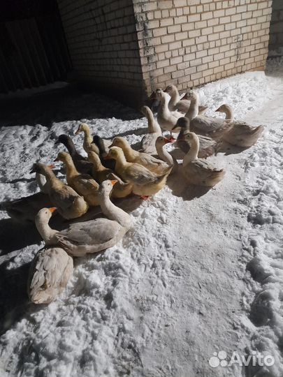 Гусь и утки