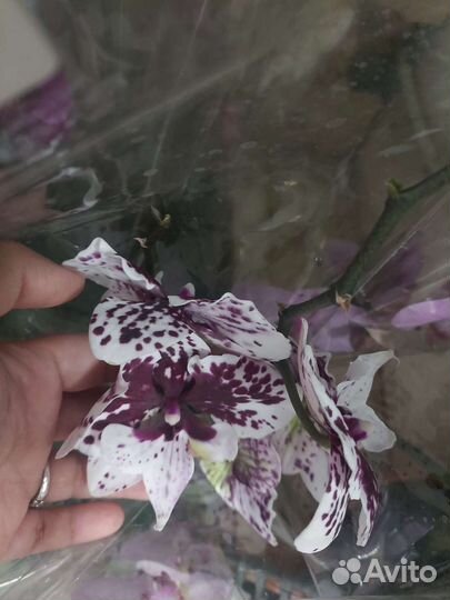 Дендробиум