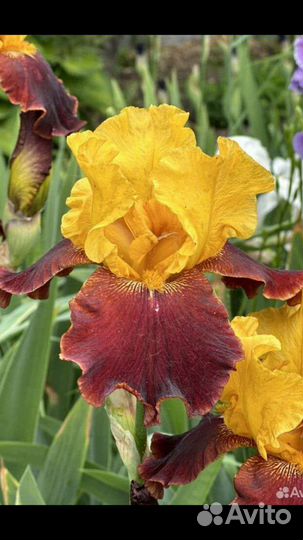 Ирисы много