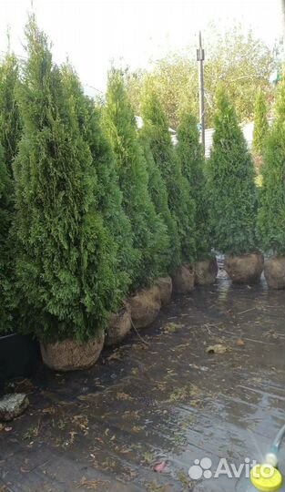 Туя Смарагд с доставкой