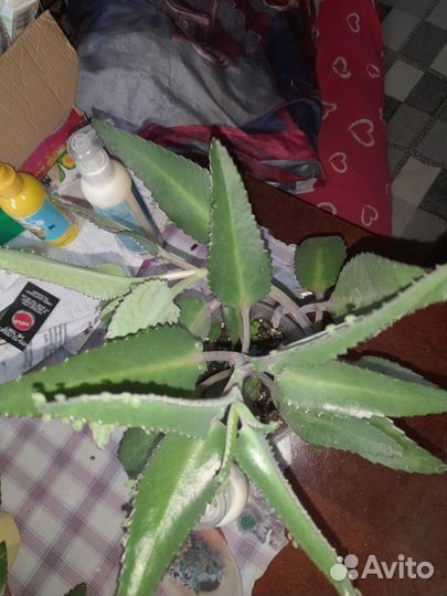 Каланхоэ лечебное