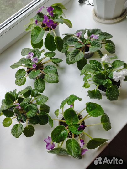 Комнатные цветы