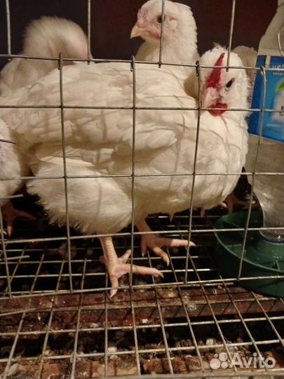 Куры молодки минимясные