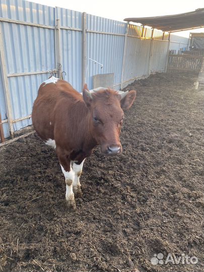 Продам телят,корову