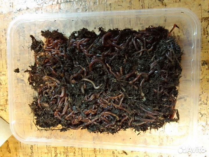 Калифорнийские черви